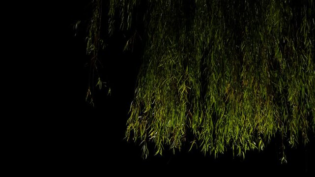 Tokyo,Japan - November 26,  2024: Willow or osier or sallow in the night 