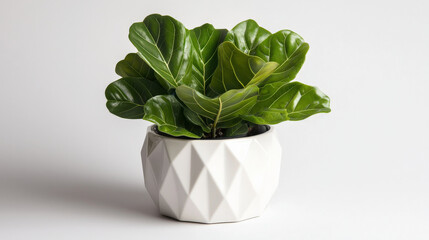 Fiddle leaf fig plant in minimalist geometric planter, showcasing vibrant green leaves. This stylish decor piece enhances any modern interior space with its elegant design