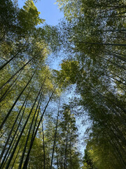 Fototapeta premium Arashiyama Bamboo Forest, Kyoto, Japan