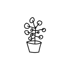 plant in a pot