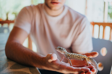 Fototapeta premium Young person gently holding a gecko in hands while sitting at a table, showcasing a moment of connection with nature and personal interest in reptiles indoors on a sunny day.