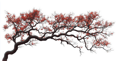 Elegant branches of a japanese maple tree with red leaves on white background