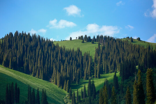 Summer pastures in Yili, northern Xinjiang