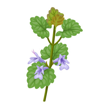 Illustration of gundermann plant, scientific name Glechoma hederacea, isolated on white background.