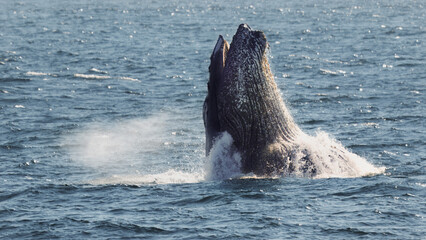 Whale Lunge Feeding in Monterey Bay