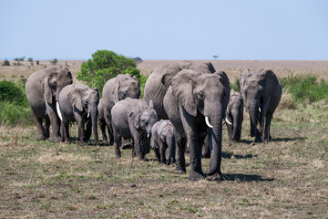Obraz premium Herd of elephants with small babies grazing and walking across the savanna grassland , African safari vacation in Kenya, Maasai Mara National Reserve 