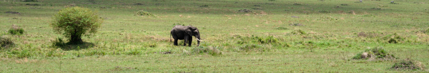 Fototapeta premium Herd of elephants grazing and walking across the savanna grassland, African safari vacation in Kenya, Maasai Mara National Reserve 