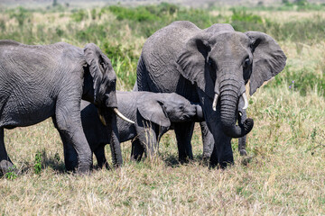 Elephant family, young elephant with trunk curled up next to mom, African safari vacation in Kenya, Maasai Mara National Reserve
