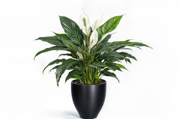 Peace Lily with Glossy Green Leaves in a Modern Black Planter