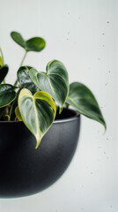 Close-Up of Variegated Philodendron Leaves in a Modern Black Planter