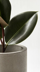 Close-Up of Rubber Plant Leaf in Concrete Planter