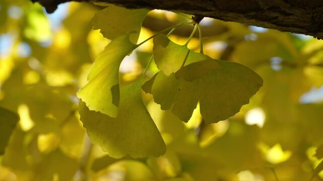 Tokyo,Japan - November 24, 2024:  Yellow gingko leaves in winter in Tokyo