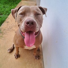 Happy Dog in the Yard