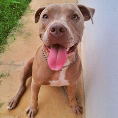 Happy Dog in the Yard