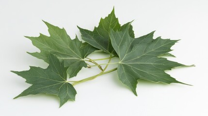 Obraz premium Vibrant green maple leaves displayed elegantly on a clean white background, showcasing their distinct shape and rich color.