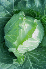 Obraz premium Fresh green cabbage surrounded by vibrant leaves in a garden setting
