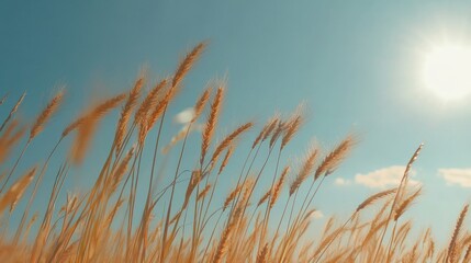 Fototapeta premium Golden wheat stalks gently swaying in the breeze against a bright blue sky with a radiant sun, capturing a serene and picturesque rural landscape.