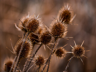 Obraz premium thistle in the field
