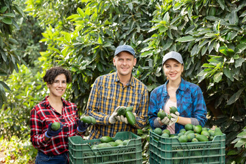 Farmers posing with harvest of avocado in orchard