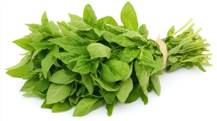 Obraz premium Fresh Green Basil Herb Bunch on White Background for Cooking