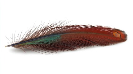 Obraz premium Vibrant peacock feather showcasing rich reds and greens, gracefully isolated on a clean white background.