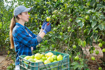 Delighted farmer woman picking avocado from green leafy branch of lemon tree in a fruit garden