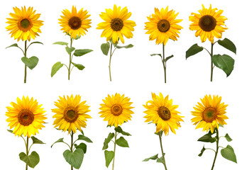 Sunflowers collection isolated on white background. Sun symbol. Flowers yellow, agriculture. Seeds and oil. Flat lay, top view