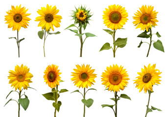 Sunflowers collection isolated on white background. Sun symbol. Flowers yellow, agriculture. Seeds and oil. Flat lay, top view