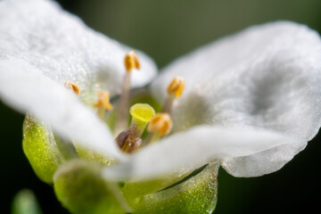 White flower of alyssum (Lobularia maritima)