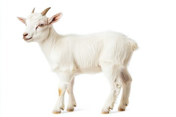 Obraz premium the beside view baby Saanen goat standing, left side view, low angle, white copy space on right, Isolated on White Background