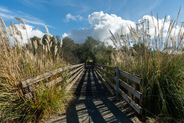 Scenic Pampas grass trimmed bridge vista in Dana Point,  Orange County, Southern California