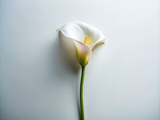 Minimalistic Studio Shot of Calla Lily Inflorescence on Isolated Background with Ample Copy Space for Text, Perfect for Celebrations and Grief, Flat Lay View