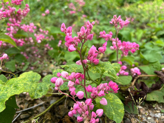 Antigonon leptopus or Mexican creeper or Bee bush or Corol vine or San Miguelito vine or Chain of...