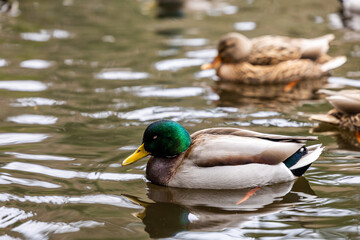 Obraz premium Mallard Ducks Swimming Calmly on Vancouver Island Pond