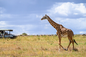 Maasai giraffe walking on the savannah towards a safari vehicle, with a herd of wildebeest migrating behind, Masai Mara National Reserve, safari tourism game drive in Kenya, Africa  © knelson20