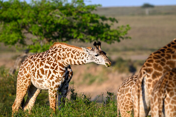 Obraz premium Funny portrait of Maasai giraffes grazing in the Masai Mara National Reserve, safari tourism game drive in Kenya, Africa 