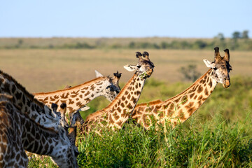 Obraz premium Funny portrait of Maasai giraffes grazing in the Masai Mara National Reserve, safari tourism game drive in Kenya, Africa 