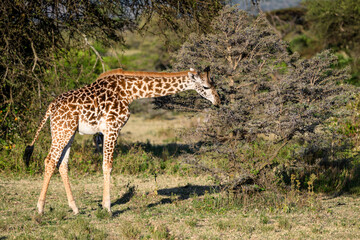 Obraz premium Young Maasai giraffe eating from an acacia bush in the Mara Conservancy, safari tourism game drive in Kenya, Africa.. 