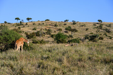 Naklejka premium Reticulated Giraffe grazing on a hillside bush in the Lewa Conservancy with rare Giraffe Antelopes in the background, Kenya, Africa 