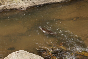 View of a Platypus swimming in the Hobart Rivulet.