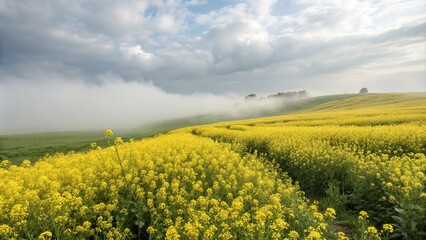 Obraz premium A misty cloud cover casts a serene atmosphere over a sea of bright yellow mustard flowers swaying gently in the breeze, misty clouds, fields of gold