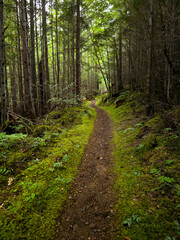 Scenic view of trail passing through Elk Falls Provincial Parks, Campbell River, Vancouver Island, British Colombia, Bc Canada