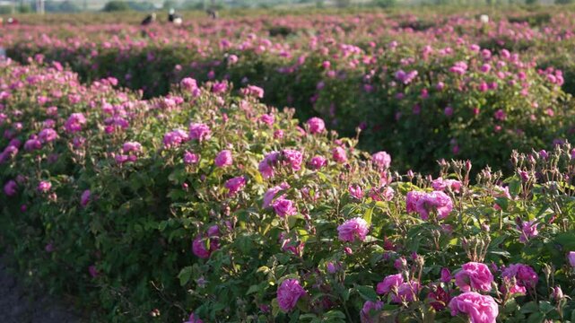 Rose farmland. Damask Rose cultivation and harvesting, Damascena, Iranian, Bulgarian, Taif, Ispahan rose and Castile rose