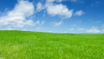 Obraz premium Sunny countryside landscape with green grass and blue sky with fluffy clouds