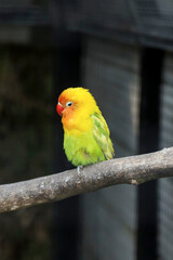Obraz premium Fishers Lovebird Sitting on Branch Perching Against Cage Background 
