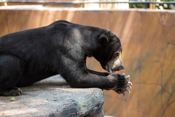 Asian Sun Bear or Honey Bear Lying on a Rock, Lives in Zoo
