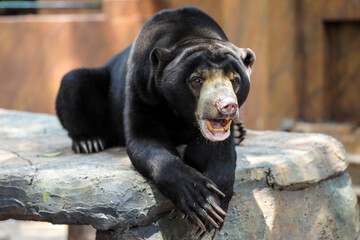 Asian Sun Bear or Honey Bear Relax on a Rock, Lives in Zoo

