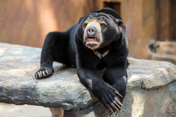 Asian Sun Bear or Honey Bear Relax on a Rock, Lives in Zoo
