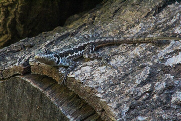 Fototapeta premium Animal camuflado em tronco