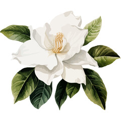 white rose isolated on white background